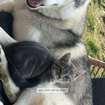 Photo de chat perdu à Reims