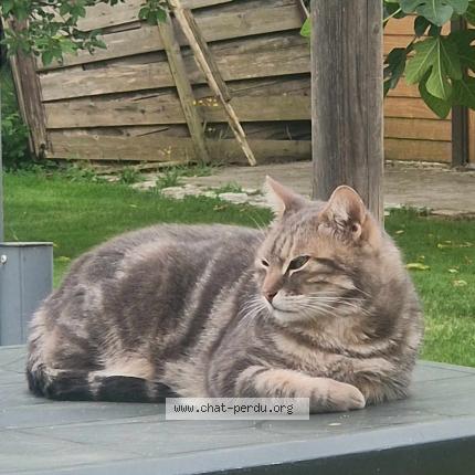 Photo 1/1 Schumi Chat perdu à Arnage 72230