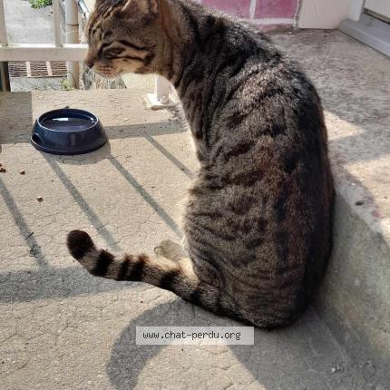 Photo de chat trouvé à Romille