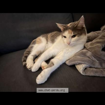 Photo de chat perdu à Erstein