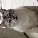 Photo de chat perdu à Montigny