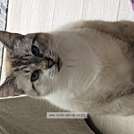 Photo 1/1 Chat retrouvé Perdu à Montigny
