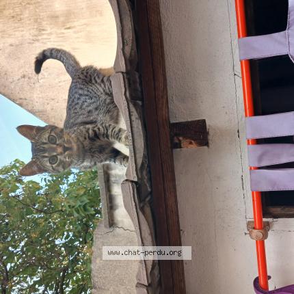 Photo de chat trouvé à St Denis