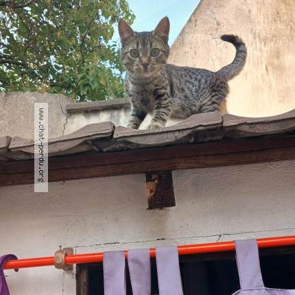 Photo 1/1 Chat retrouvé Trouvé à St Denis