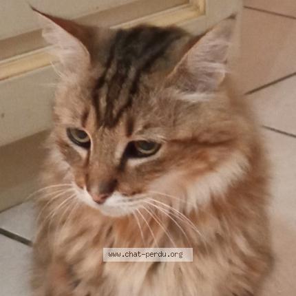 Photo 1/1 Chat retrouvé Perdu à Montbazin