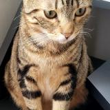 Photo de chat perdu à Poissy