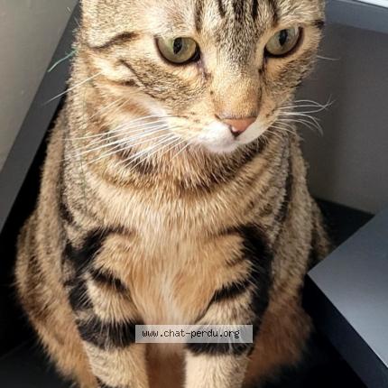 Photo 1/1 Chat retrouvé Perdu à Poissy