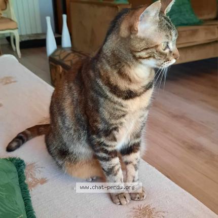 Photo 1/1 Chat retrouvé Perdu à Saint Hilaire De Brethmas
