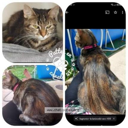 Photo de chat perdu à Chalons En Champagne