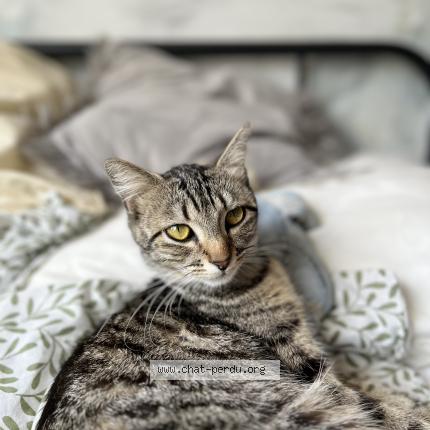 Photo de chat perdu à Mulhouse