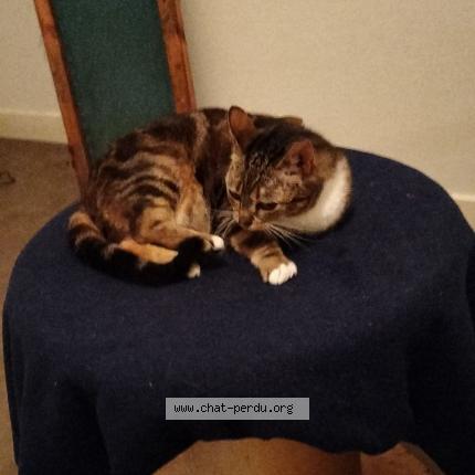 Photo de chat perdu à Aurillac