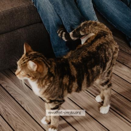 Photo de chat perdu à Nanterre