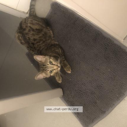 Photo de chat perdu à Nimes