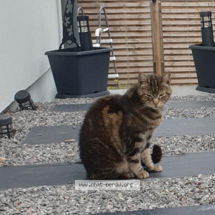 Photo de chat perdu à Duppigheim