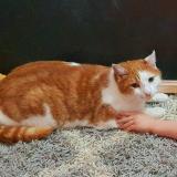 Photo de chat perdu à Montreuil Sur Loir