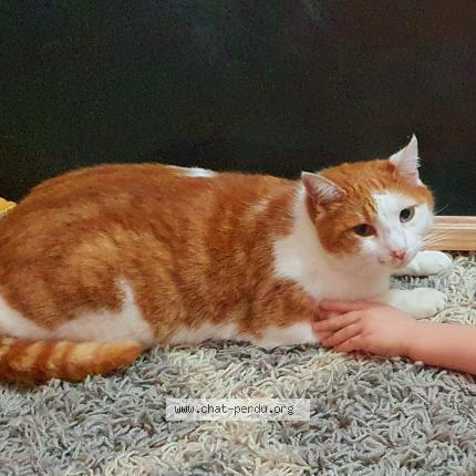 Photo 1/1 Mimi Chat perdu à Montreuil sur loir