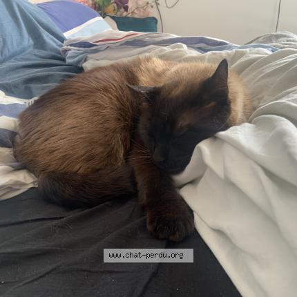 Photo 1/1 Narco Chat perdu à Kergloff