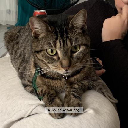 Photo 1/1 Chat retrouvé Perdu à Blincourt