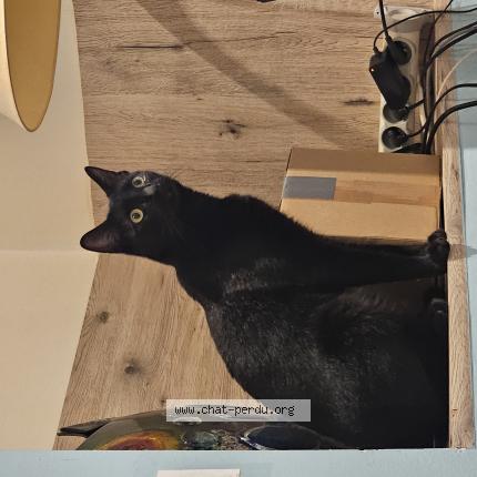 Photo de chat perdu à Grandvaux