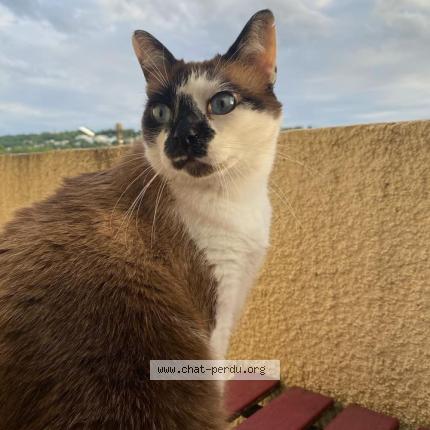 Photo 1/1 Mew Chat perdu à Laroque timbaut