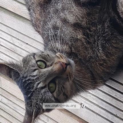 Photo 2/2 Tigrou Chat perdu à Seysses