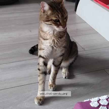 Photo 1/1 Chat retrouvé Perdu à Le Perreux Sur Marne