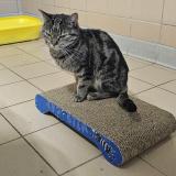 Photo de chat perdu à Echenevex