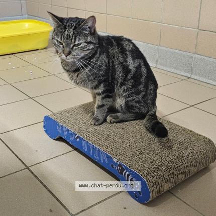 Photo 1/1 Chat retrouvé Perdu à Echenevex