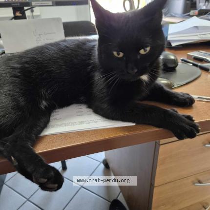 Photo de chat trouvé à St Magne De Castillon
