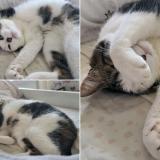 Photo de chat perdu à Saint Jean Sur Reyssouze