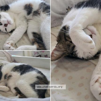 Photo 1/1 Chat retrouvé Perdu à Saint jean sur reyssouze