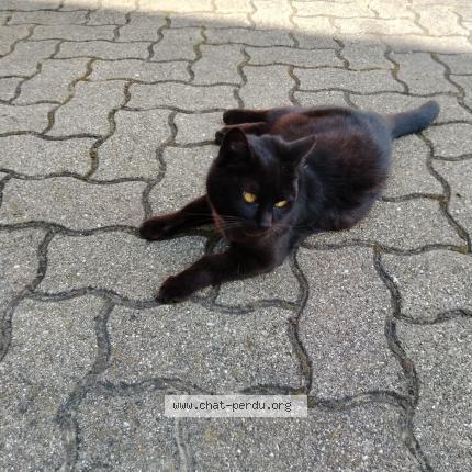 Photo 1/1 Chat retrouvé Perdu à Fessenheim