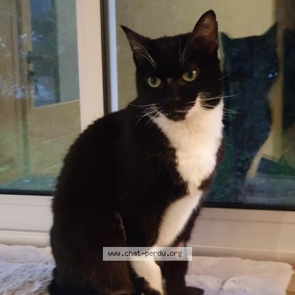 Photo de chat perdu à Bidart