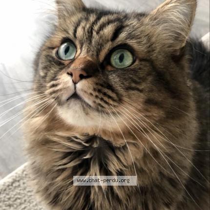 Photo de chat perdu à Brunstatt