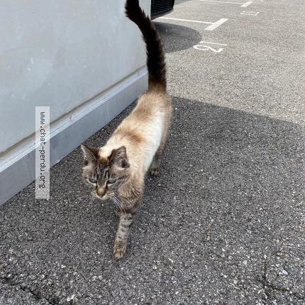 Photo 1/3 Chat retrouvé Trouvé à Saint Alban Leysse