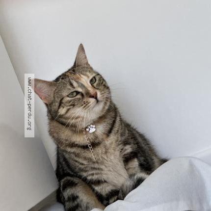 Photo 1/1 Chat retrouvé Perdu à Saint Maur Des Fosses