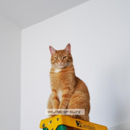 Photo 1/1 Gus Chat perdu à St colomban