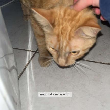 Photo 1/1 Chat retrouvé Trouvé à Rennes