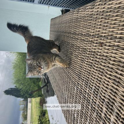 Photo 1/1 Tokyo Chat perdu à Vincey