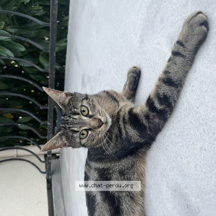 Photo 1/1 Chat retrouvé Perdu à Tremblay En France