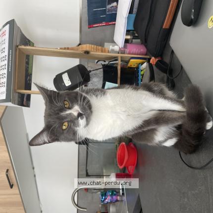 Photo 1/1 Minaw Chat perdu à Perpignan