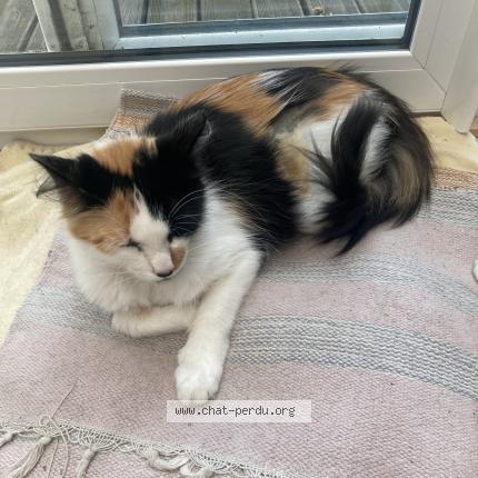 Photo de chat perdu à Roubaix