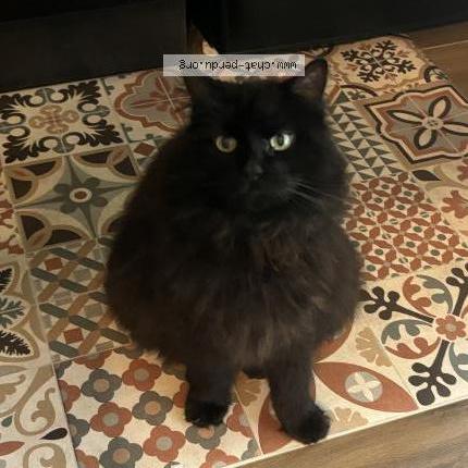 Photo 1/1 Chat retrouvé Perdu à Pessac
