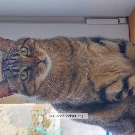 Photo de chat perdu à Eyzahut