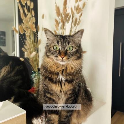 Photo de chat perdu à Saint Nazaire