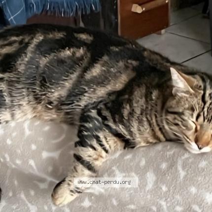 Photo 1/1 Topaze Chat perdu à 29710 plogastel st germain