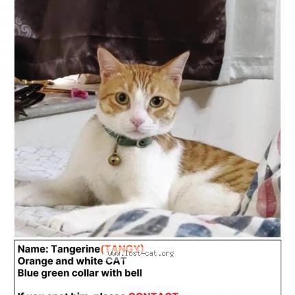 Photo 1/1 Tangy Chat perdu à Ranchi