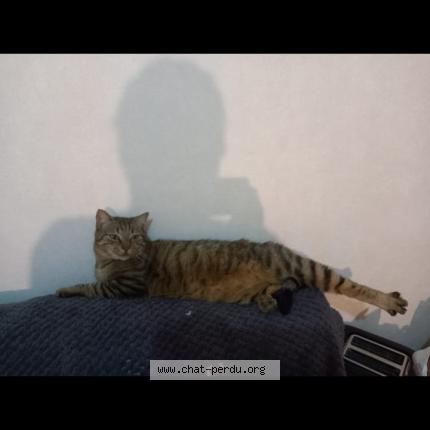 Photo 1/1 Pixel Chat perdu à Chateaudun