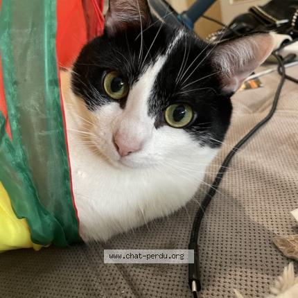 Photo 1/1 Chat retrouvé Perdu à Villeurbanne