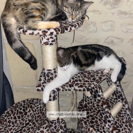 Photo de chat perdu à Tugeras St Maurcie